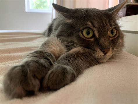 Me & GPT: Cat Questions. Hi, my name is Dan and I’ve been… | by DanD ...