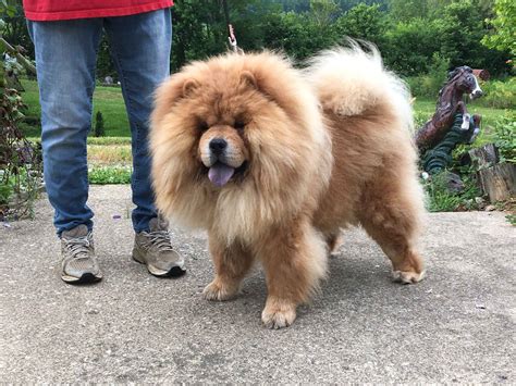 Chow Chow (Chow) Puppies For Sale