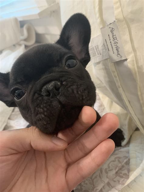 What Causes Bulldog Acne