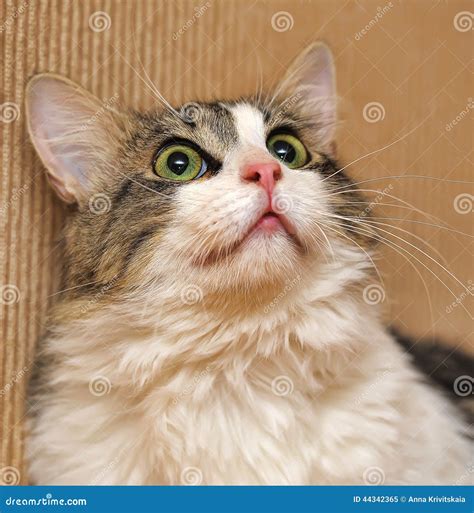 Siberian cat stock image. Image of furry, chokolate, black - 44342365
