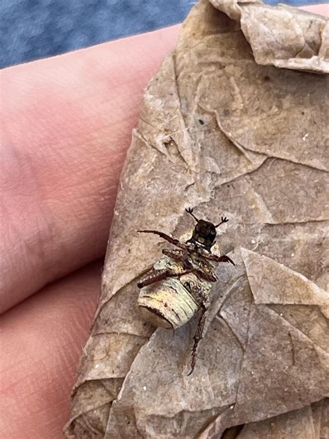 What is this second, similarly delightful bug I found at work? Central ...