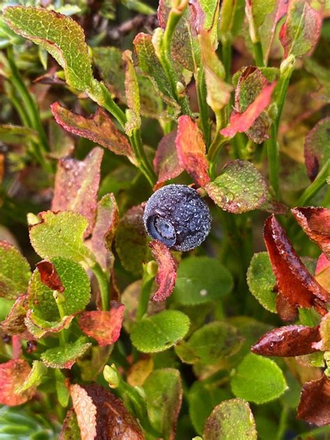 Die Heidelbeere – Die Spinnerinnen