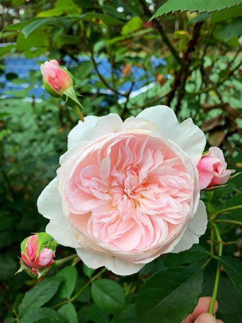 French Roses - tyjsergdhj2