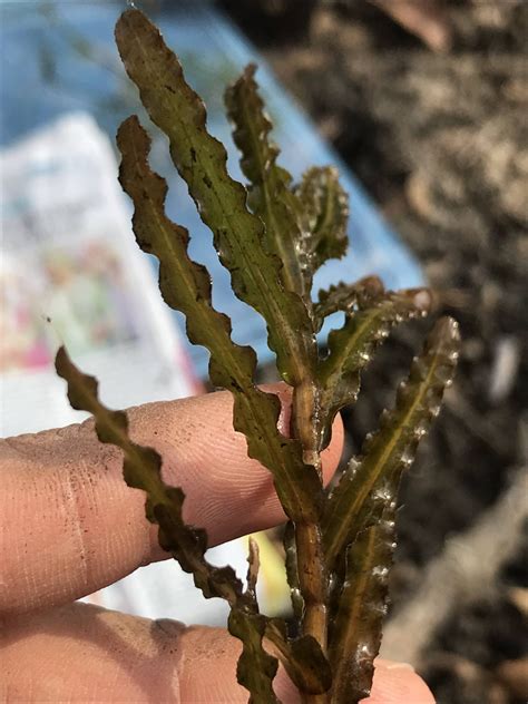 potamogeton crispus eflora  india