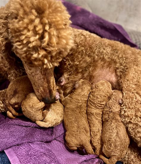 New Moyen size Red Poodle Puppies have arrived! | Perfection Poodles