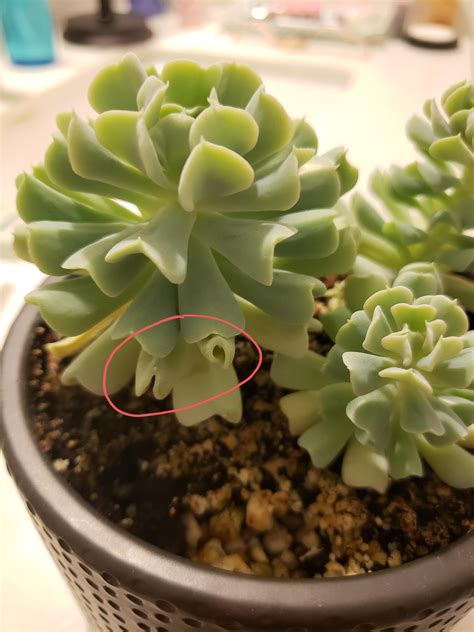 Leaves on echeveria curling inwards, not sure what to do : r/succulents