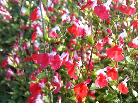 When and How to Cut Back Salvia 'Hot Lips' Plant: Caring Guide - The Arches