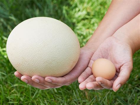What Bird Lays The Largest Egg? (9 Biggest Bird Eggs in… | Birdfact