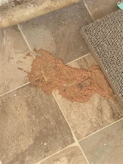 Cat is throwing up and having diarrhea : r/vet