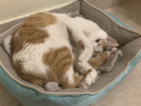 cat  animals  photo  pixabay pixabay