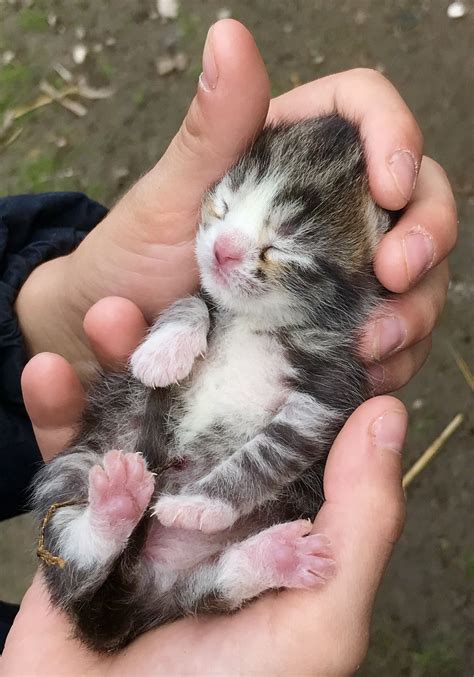 10 interesting facts about newborn kittens – Artofit