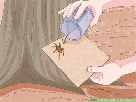 how to get rid of wolf spiders