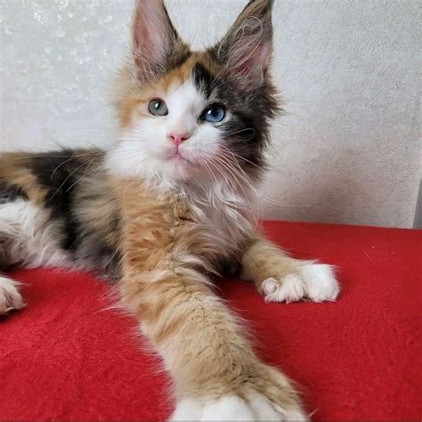 Maine coon kittens price/Maine coon kittens for sale price