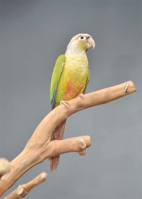 pineapple green cheek conure