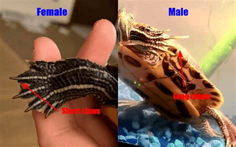 Red-Eared Slider Gender - How To Tell A Turtle Male Or Female