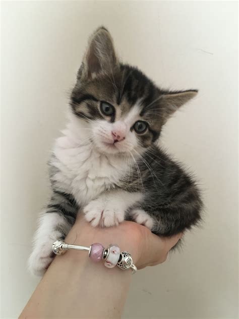 tabby kitten grey and white pandora | Grey tabby kittens, Grey kitten