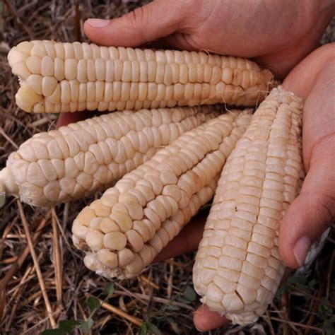 Heirloom Early Pearl Corn Organic Seeds