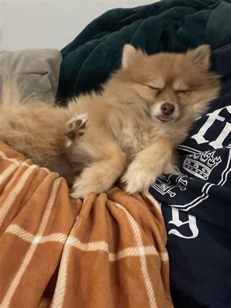 That derpy tongue 😍 : r/Pomeranians