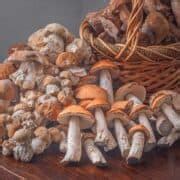 tasting mushrooms   professional chefs forager