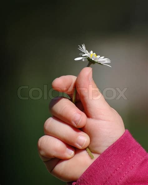 A Baby's hand holding a daisy . | Stock image | Colourbox