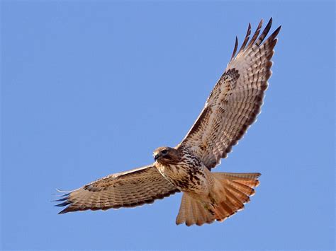 Hawk | Dawn of Worlds VI Wiki | Fandom