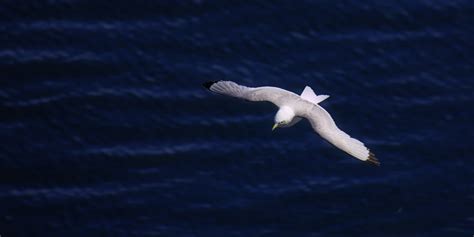 Безплатна снимка : море, природа, птица, крило, морски птици, летене ...