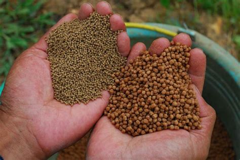 pemberian pakan lele  ideal trubus