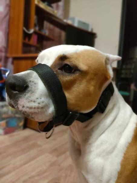 недоуздки для собак новые, собственное производство, индивидуальные ...