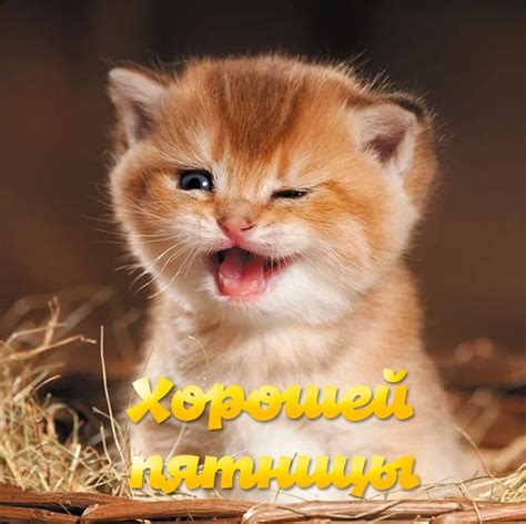Клопик.КоМ
