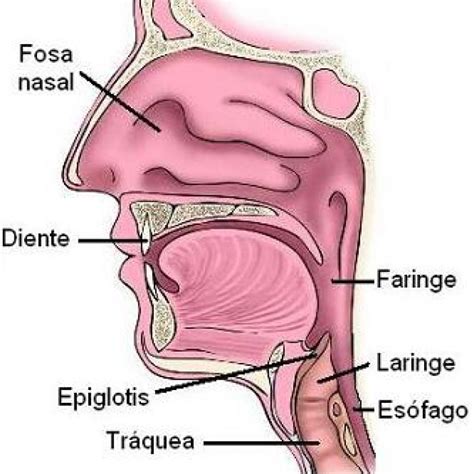 Laringe E Faringe Anatomia