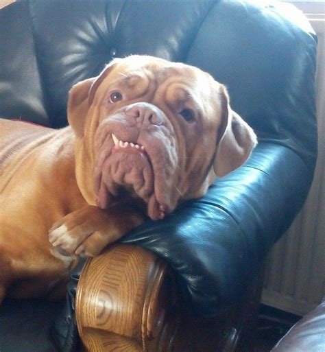 111 best French Mastiff images on Pinterest | Dogue de bordeaux ...