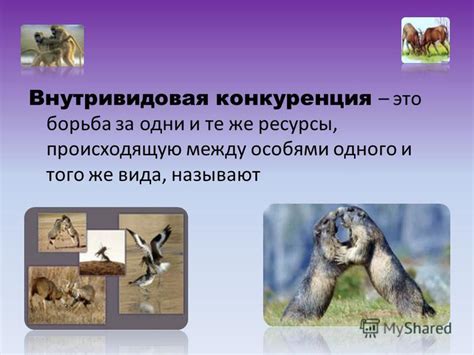 Презентация на тему: "АНТИБИОЗ Антибиоз - тип биотической связи, когда ...