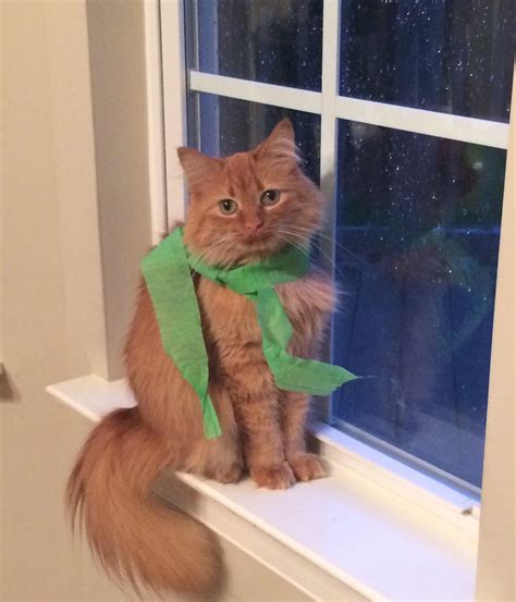 Fabulous! | Cats, Animals, Fabulous