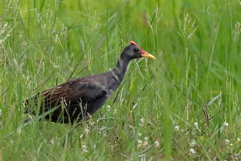 【2018Thai#77】ツルクイナ（Watercock） | 鳥好きFPのつれづれ日記2