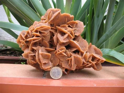 la rosa del desierto  tesoro mineral del desierto