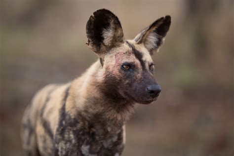 Explained: African Wild Dog vs Hyena — Viatu