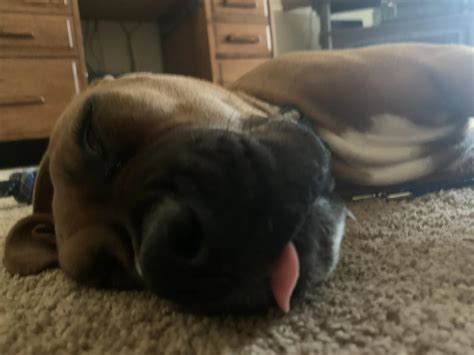My lil derp athena! | Scrolller