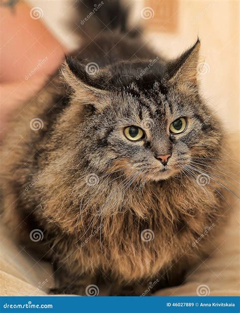 Beautiful fluffy brown cat stock image. Image of face - 46027889