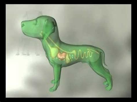 Moquillo canino conocelo todo en Natumascota divulgación canina - YouTube