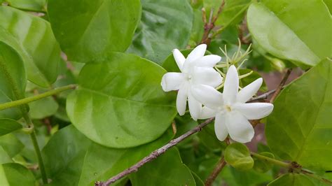 Purple And White Jasmine Flowers