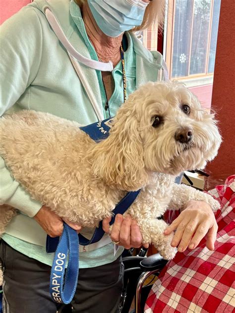 Love On a Leash Long Island Chapter Therapy Dogs