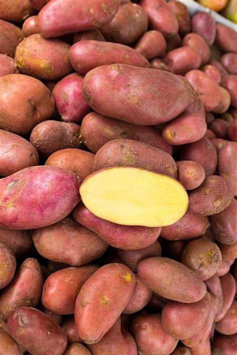 Картофель семенной (посадочный) Ред Скарлет. Ранний, 1 репродукция 1 кг ...