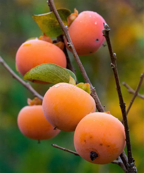 How to plant persimmon seeds – and grow these…