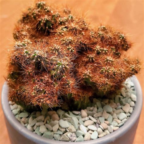 Propagating Peruvian Apple Cactus: The Ultimate Guide