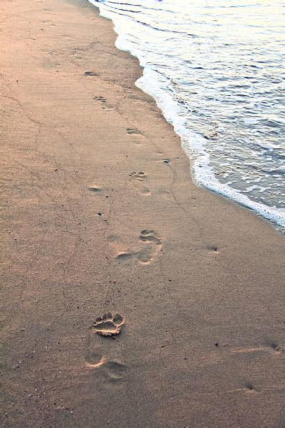 Sunrise Beach Footprints Stock Photos, Pictures & Royalty-Free Images ...