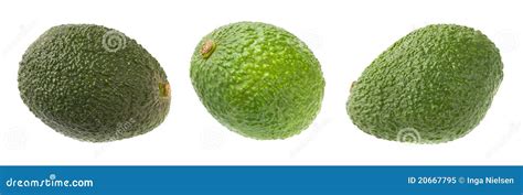 Hass avocados isolated stock image. Image of exotic, fresh - 20667795