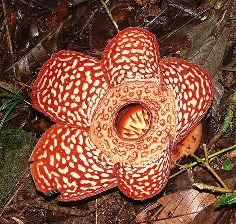 rafflesia keithii picturethis