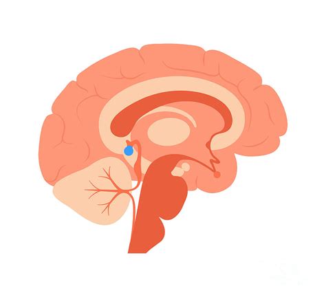 Pineal Gland