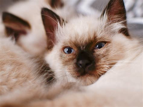 Tiny Ragdoll Kitten Looks Just Like a 'Toasted Marshmallow' and