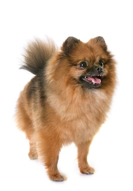Premium Photo | Pomeranian spitz in studio